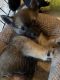 Pomsky Puppies for sale in Belding, MI 48809, USA. price: NA