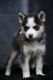 Pomsky Puppies for sale in Thousand Oaks, CA, USA. price: $1,000