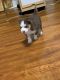 Pomsky Puppies for sale in Allentown, PA, USA. price: $1,100