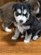 Pomsky Puppies for sale in Allentown, PA, USA. price: $700