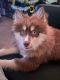 Pomsky Puppies for sale in Athens, OH 45701, USA. price: $1,000
