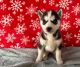 Pomsky Puppies for sale in Florida St, San Francisco, CA, USA. price: NA
