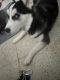 Pomsky Puppies for sale in Minneapolis, MN, USA. price: $1,400