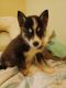 Pomsky Puppies for sale in Queens, NY, USA. price: $1,200