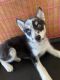 Pomsky Puppies for sale in Victorville, CA, USA. price: NA