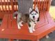 Pomsky Puppies for sale in Sacramento, CA, USA. price: $2,000