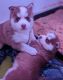 Pomsky Puppies for sale in Brooksville, FL 34601, USA. price: $1,500