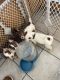 Pomsky Puppies for sale in Loveland, CO, USA. price: $200