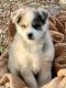 Pomsky Puppies for sale in Peoria, AZ 85383, USA. price: $1,500