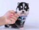 Pomsky Puppies for sale in 2001 Inwood Rd, Dallas, TX 75235, USA. price: NA