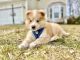 Pomsky Puppies for sale in Manassas, VA, USA. price: $800