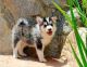 Pomsky Puppies for sale in Orlando, FL, USA. price: $700