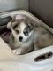 Pomsky Puppies for sale in Peoria, AZ, USA. price: $85,000