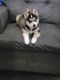Pomsky Puppies for sale in The Bronx, NY, USA. price: $3,000