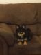 Pomsky Puppies for sale in Mattoon, IL 61938, USA. price: $700