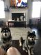 Pomsky Puppies for sale in Winterville, NC, USA. price: $700