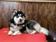 Pomsky Puppies for sale in Waynesville, MO 65583, USA. price: $1,000