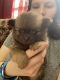 Pomsky Puppies for sale in Rensselaer County, NY, USA. price: NA
