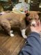 Pomsky Puppies for sale in Taylor, NE, USA. price: NA