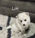 Pomsky Puppies for sale in Logan, UT, USA. price: $1,500