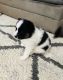 Pomsky Puppies for sale in Logan, UT, USA. price: NA