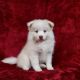 Pomsky Puppies for sale in 10013 Foster Ave, Brooklyn, NY 11236, USA. price: NA