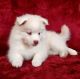 Pomsky Puppies for sale in 10118 Avenue J, Brooklyn, NY 11236, USA. price: NA
