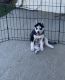 Pomsky Puppies for sale in Bayshore Gardens, FL, USA. price: NA