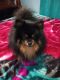 Pomsky Puppies for sale in Mattoon, IL 61938, USA. price: $500
