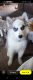 Pomsky Puppies for sale in Hot Springs, AR, USA. price: $750