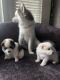 Pomsky Puppies for sale in Layton, UT, USA. price: $2,500