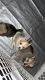 Pomsky Puppies for sale in S Ryan St, Buffalo, NY 14210, USA. price: NA