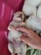 Pomsky Puppies for sale in Fairy Ave, Panama City, FL, USA. price: NA