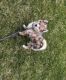 Pomsky Puppies for sale in Cedar Rapids, IA, USA. price: $3,000