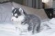 Pomsky Puppies for sale in Los Angeles, CA, USA. price: NA