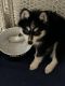 Pomsky Puppies for sale in Kissimmee, FL 34744, USA. price: NA