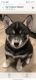 Pomsky Puppies for sale in Lexington, KY, USA. price: NA