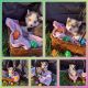Pomsky Puppies for sale in Stillwater, OK, USA. price: $1,000