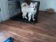 Pomsky Puppies for sale in Orange Park, FL 32073, USA. price: $1,000