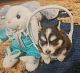 Pomsky Puppies for sale in Dale City, VA, USA. price: $3,000