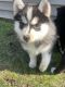 Pomsky Puppies for sale in Franklin Park, IL, USA. price: $2,500