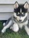Pomsky Puppies for sale in Franklin Park, IL, USA. price: $1,500