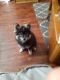 Pomsky Puppies for sale in Muskegon Heights, MI 49444, USA. price: NA