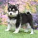 Pomsky Puppies for sale in Lewiston, ME, USA. price: NA