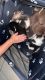 Pomsky Puppies for sale in Apopka, FL 32712, USA. price: $2,500