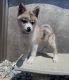 Pomsky Puppies for sale in Webster, FL 33597, USA. price: $1,000