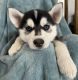 Pomsky Puppies for sale in Lowell, MI 49331, USA. price: $400