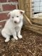 Pomsky Puppies for sale in Lowell, MI 49331, USA. price: NA
