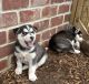 Pomsky Puppies for sale in Lowell, MI 49331, USA. price: $400