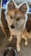 Pomsky Puppies for sale in Traverse City, MI, USA. price: $800